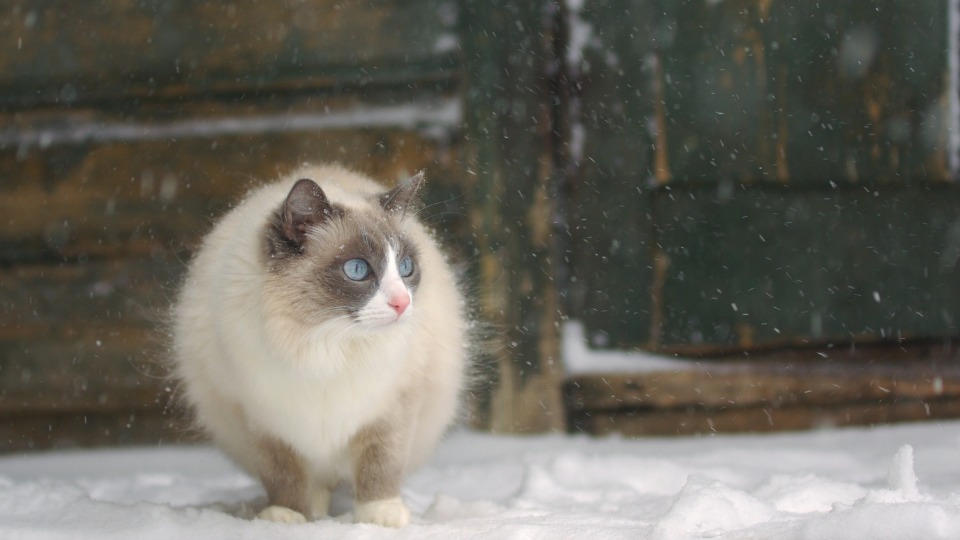 暹罗猫坐在雪”sizes=