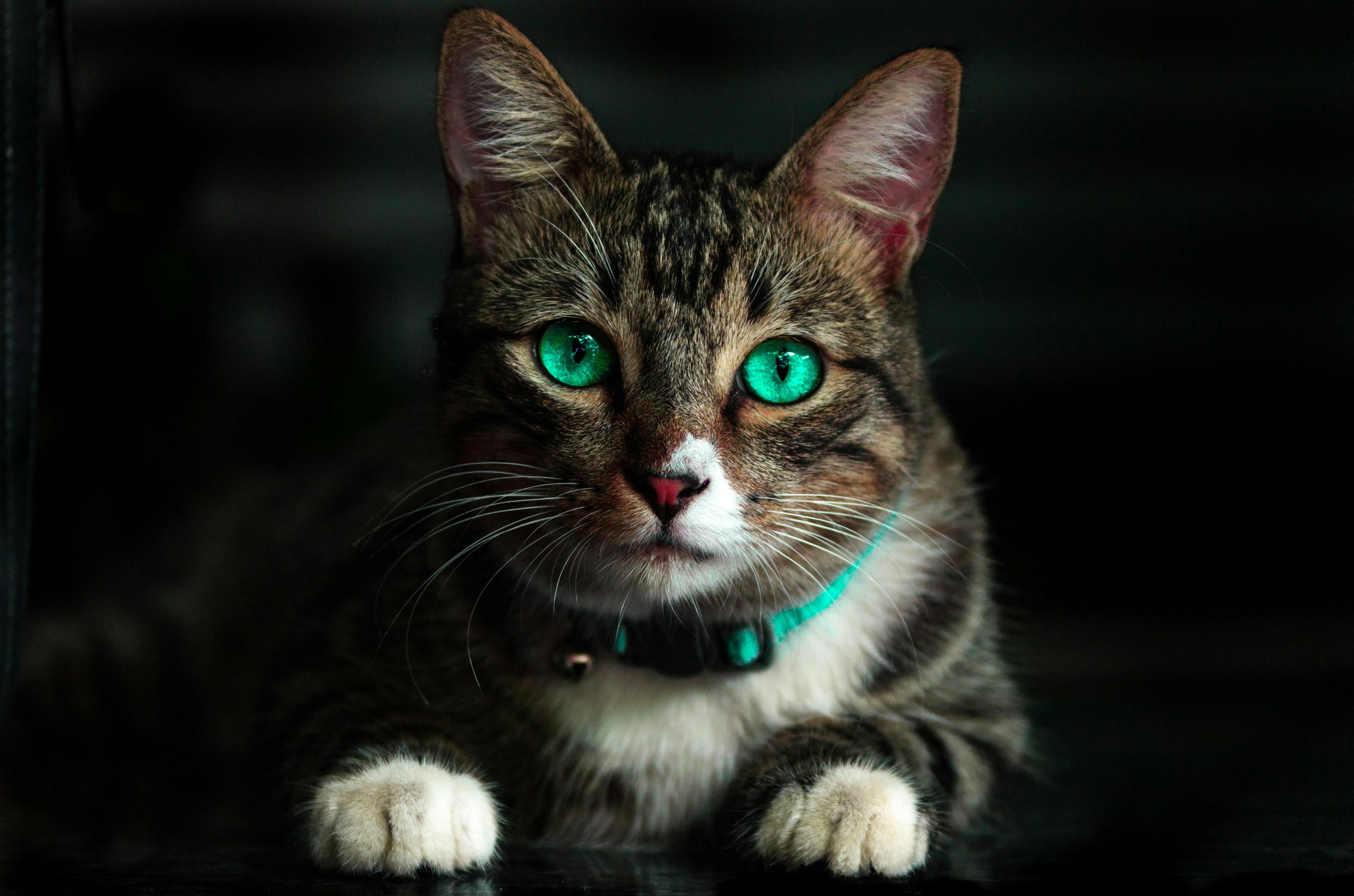 猫有发光的绿色眼睛和配套的项圈
