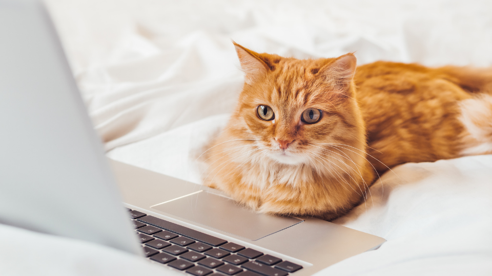 猫在笔记本电脑”sizes=
