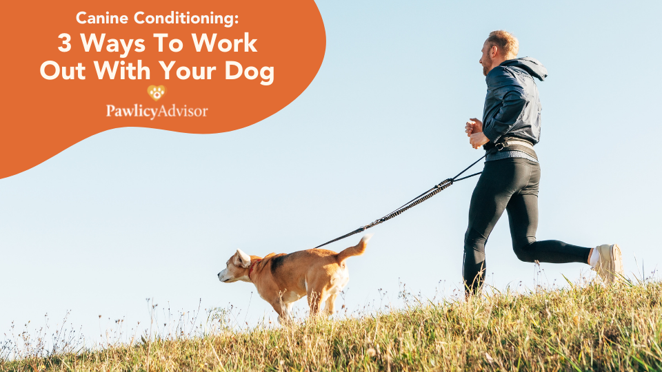 如何和你的狗一起锻炼