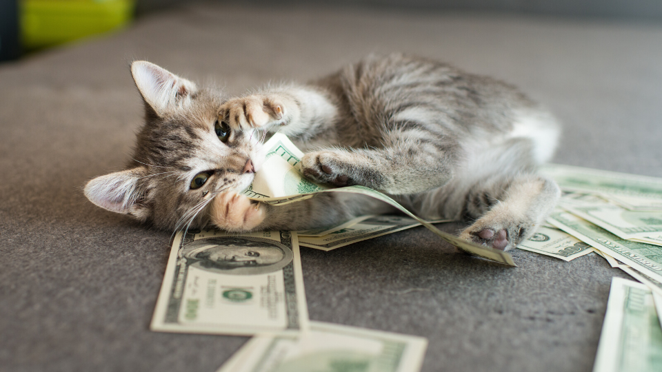 小猫与金钱和账单要付”sizes=