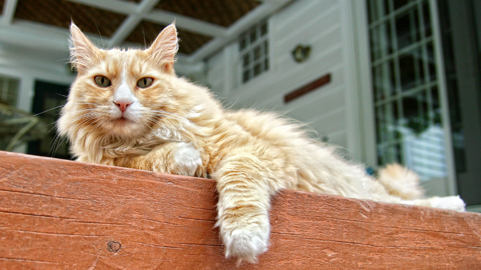 橙色长毛家猫在柱子上休息