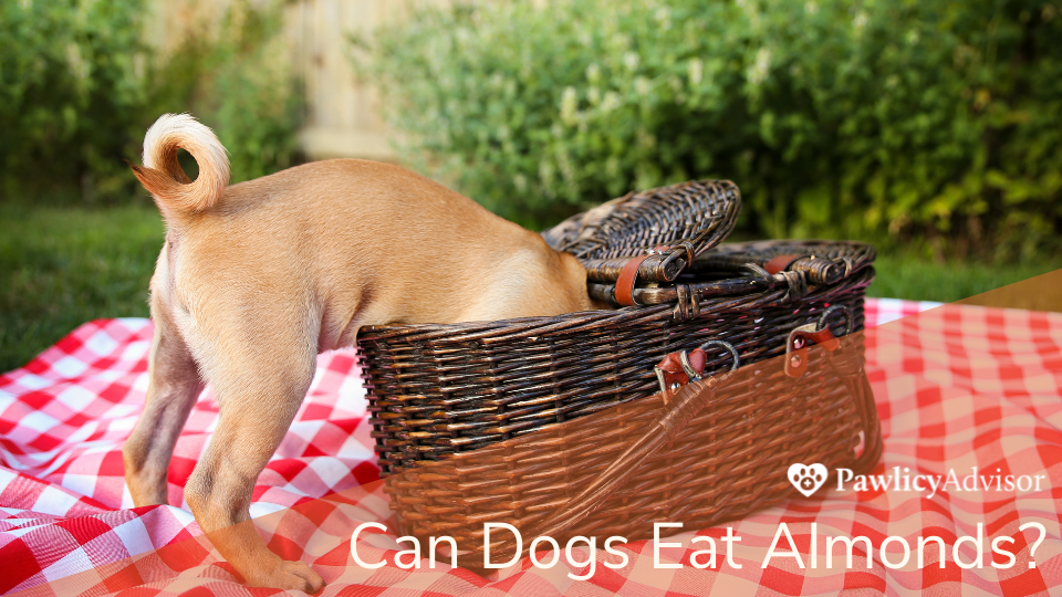 狗伸进野餐篮找食物