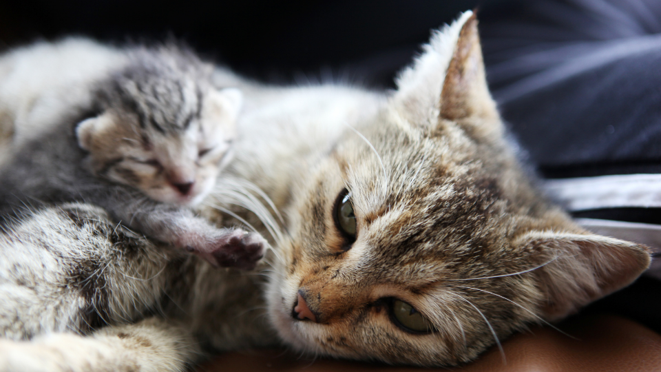 猫妈妈和她刚出生的小猫