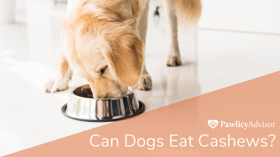 狗在地上用碗吃东西