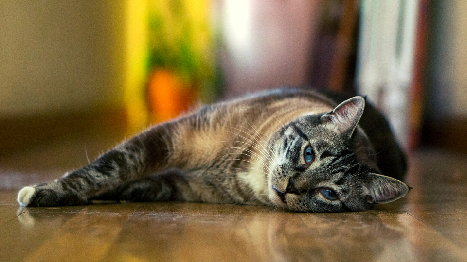 蓝眼睛的猫躺在地上”sizes=