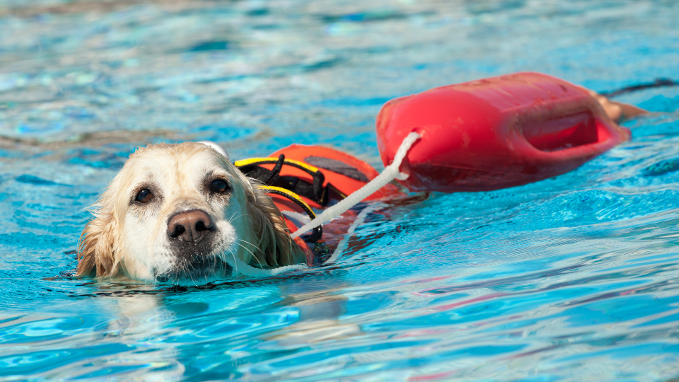 救援犬在水里游泳