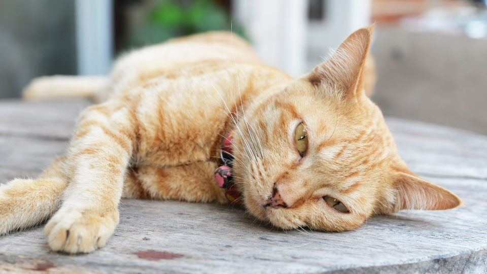 橙色的猫FIV躺在外面”sizes=