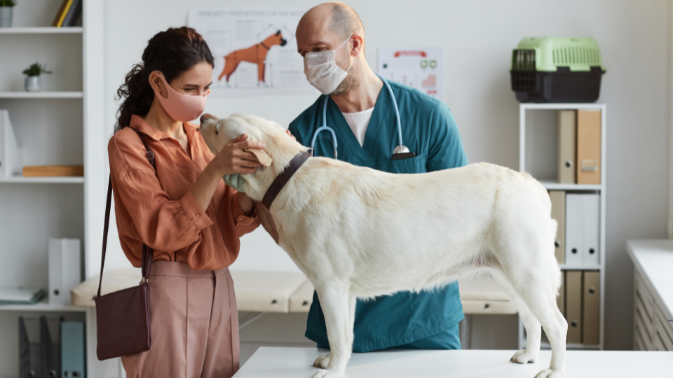 兽医在一位戴着面罩的妇女旁边检查一只狗