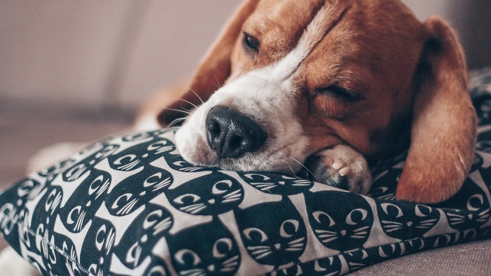 小猎犬把头靠在枕头上休息