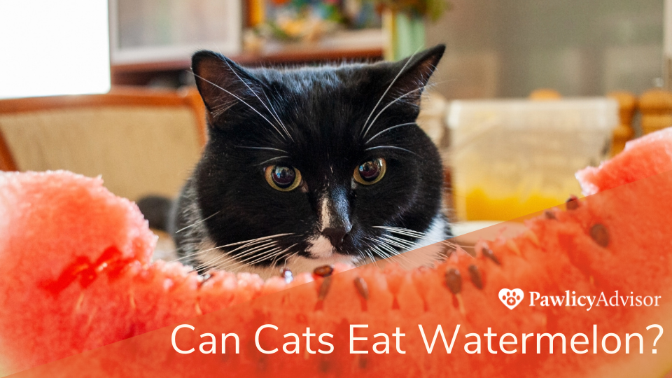 猫能吃西瓜吗?