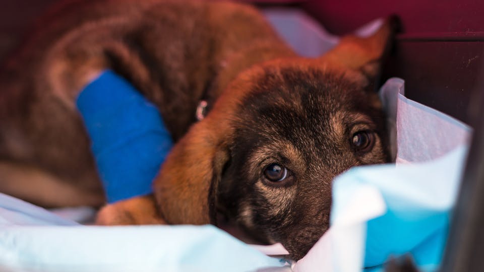 在兽医诊所发现感染细小病毒的杂交幼犬