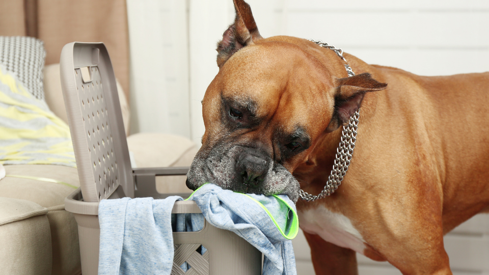 狗从洗衣店偷衣服