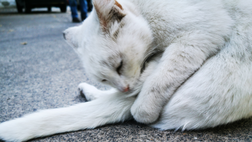 白猫用舌头清洗尾部