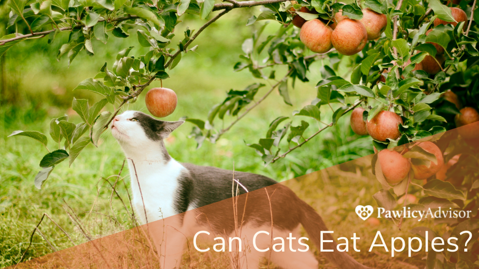 一只猫在闻苹果树的树枝