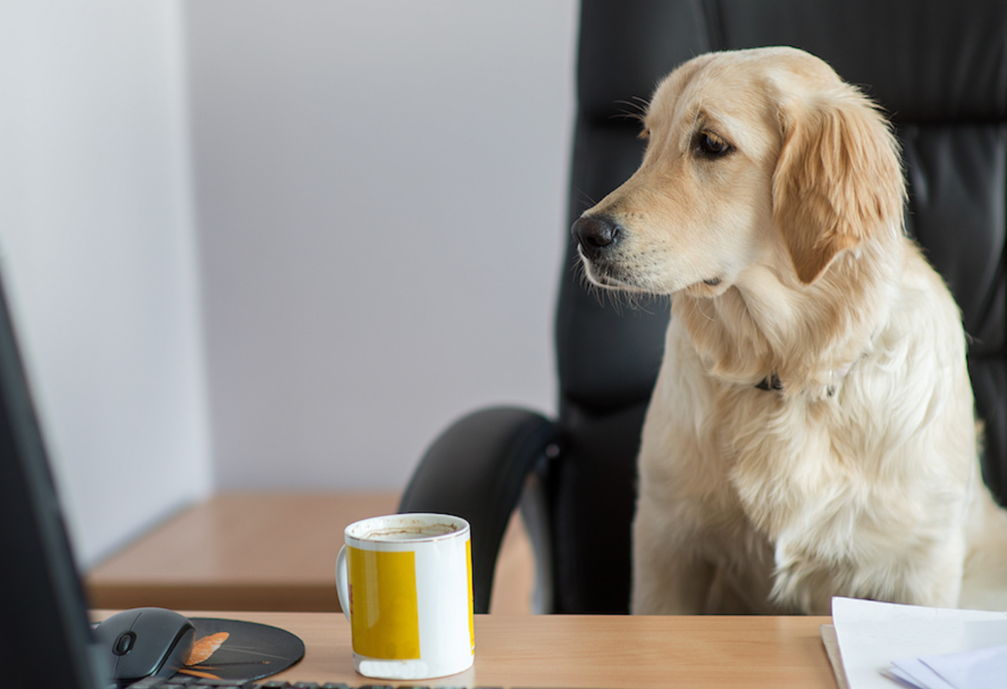 一只工作勤奋的职业狗坐在办公桌前。