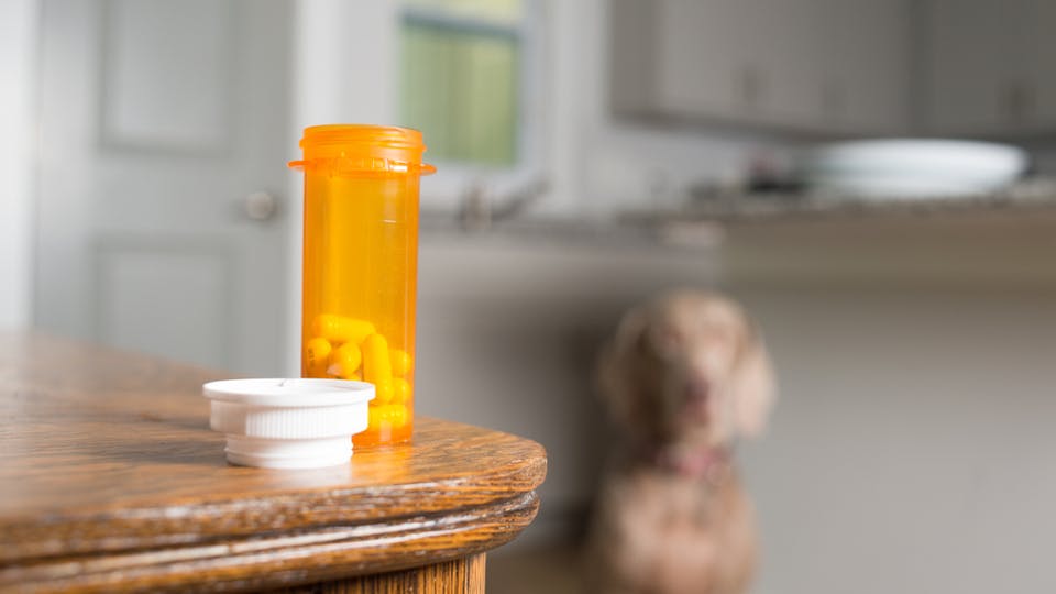 苯海拉明对狗来说是一种安全有效的药物，但要小心。首先和你的兽医检查一下，特别是如果有其他健康问题的话。