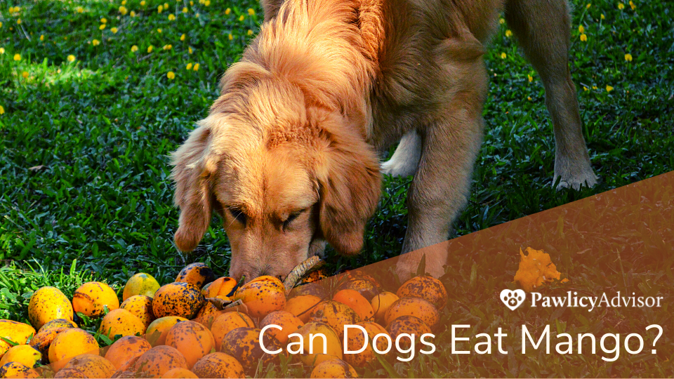 金毛猎犬在看一堆芒果