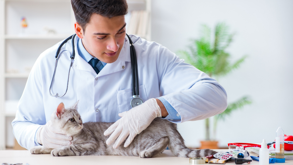 兽医检查患病猫