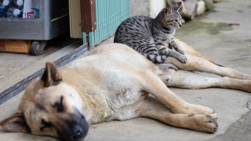 狗和猫需要负担得起的宠物护理