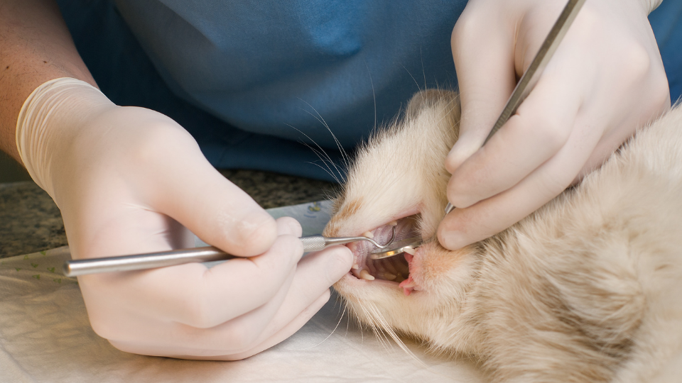 兽医为猫清洗牙齿