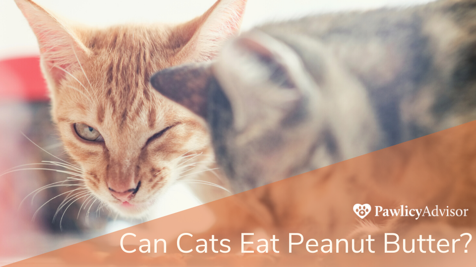 猫不喜欢食物在嘴里的味道