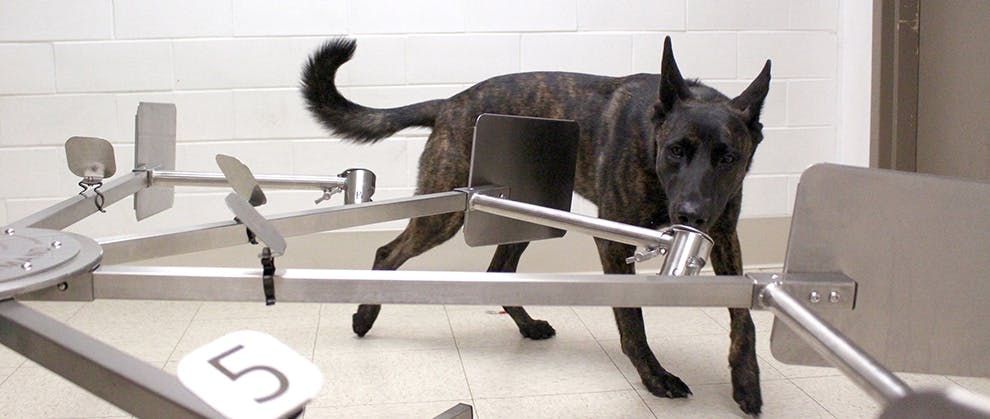 在宾州兽医学院接受犬类气味探测训练