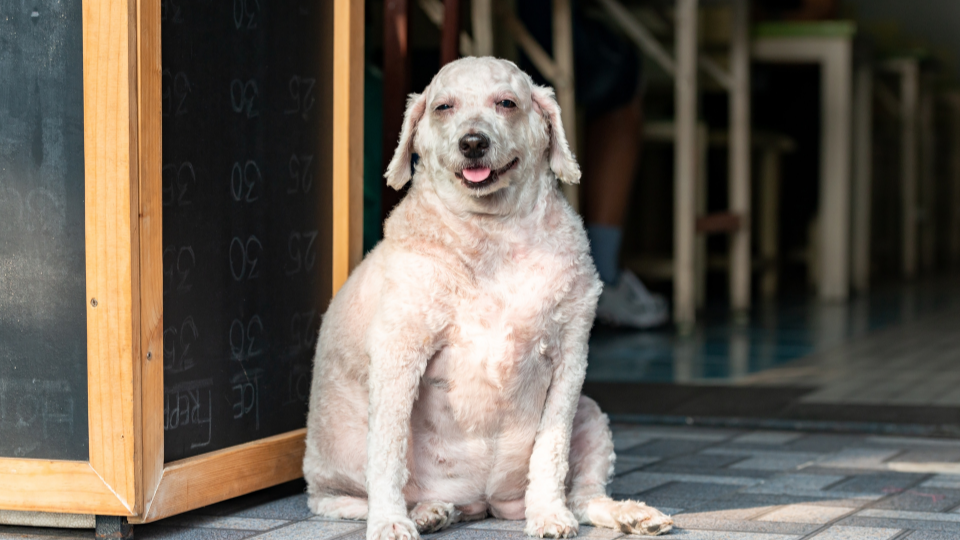 甲状腺功能减退症超重的狗笑着坐起来