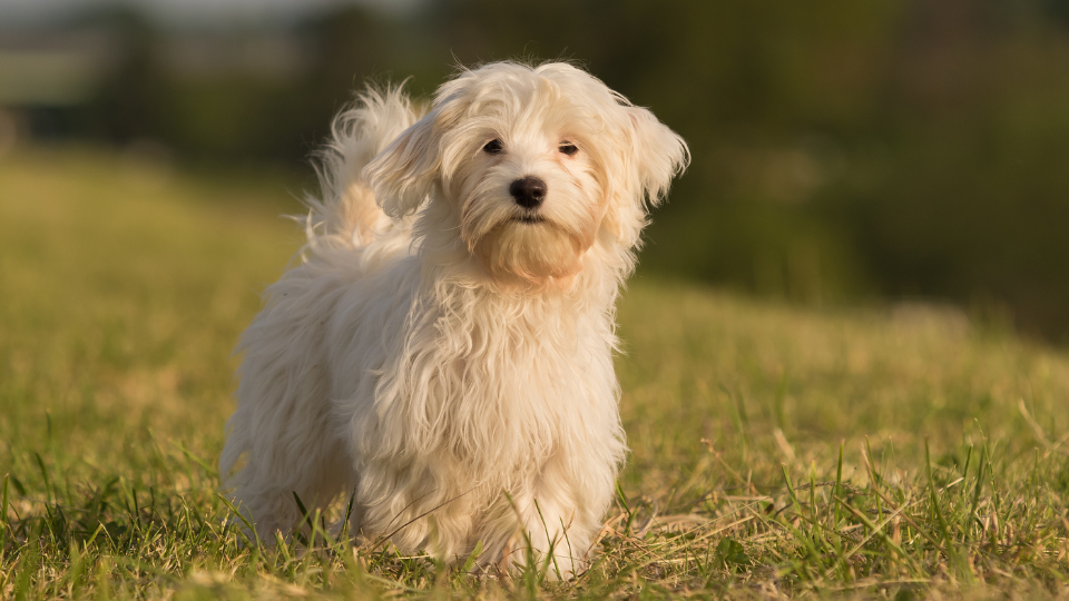草地上的白色哈瓦那犬
