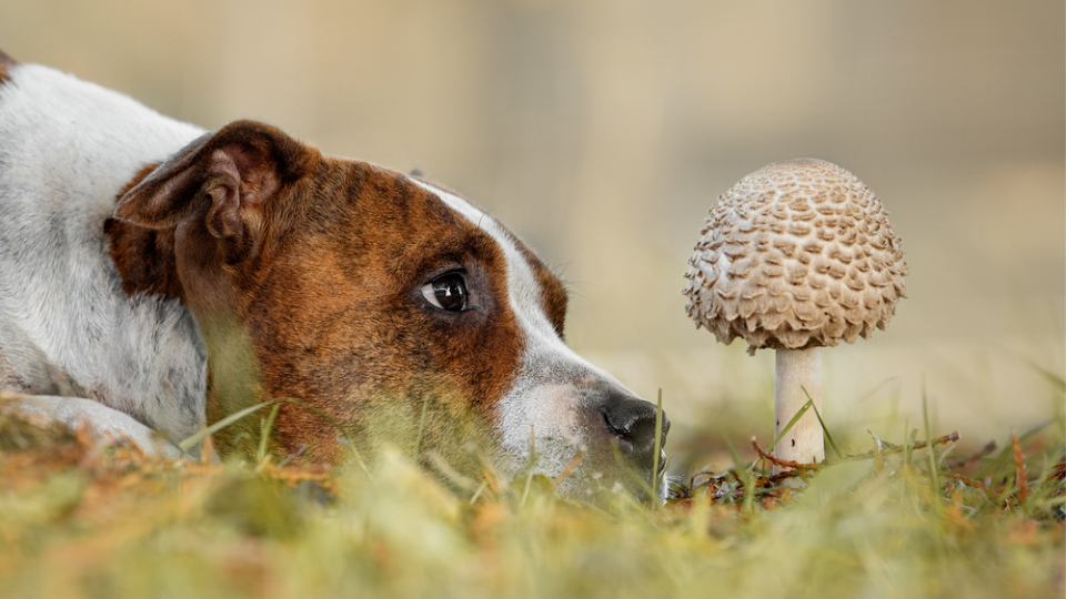 一只狗在看一只野蘑菇
