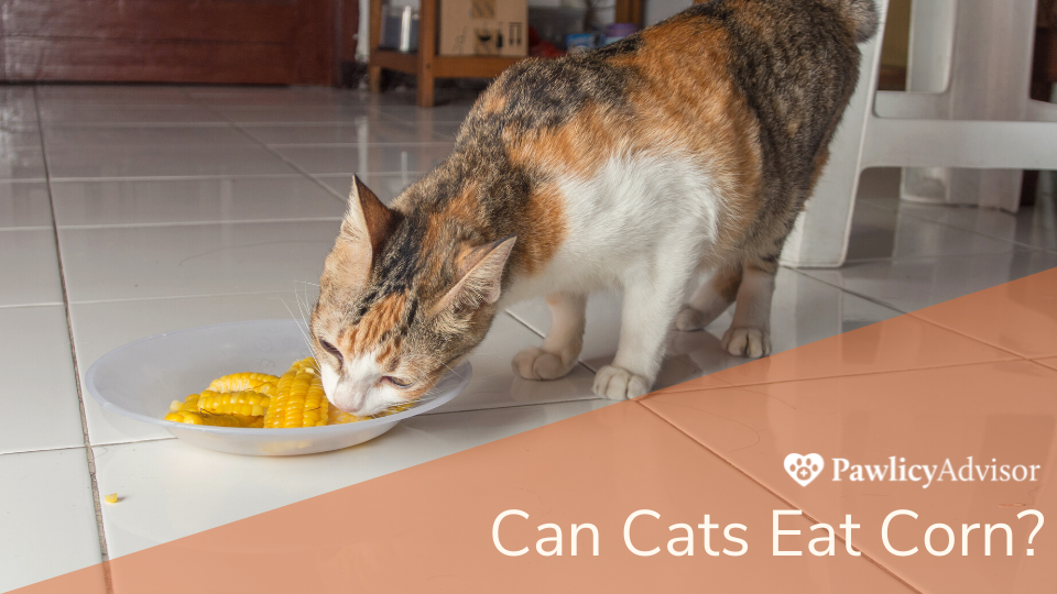 猫在吃地上碗里的玉米