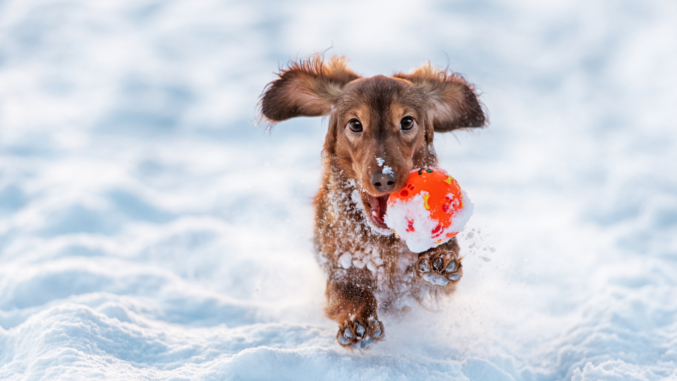 狗在雪地里捡球