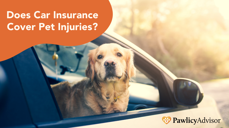 汽车保险中的宠物伤害保险