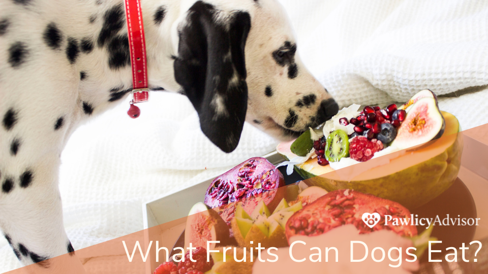 斑点狗在吃桌子上的水果