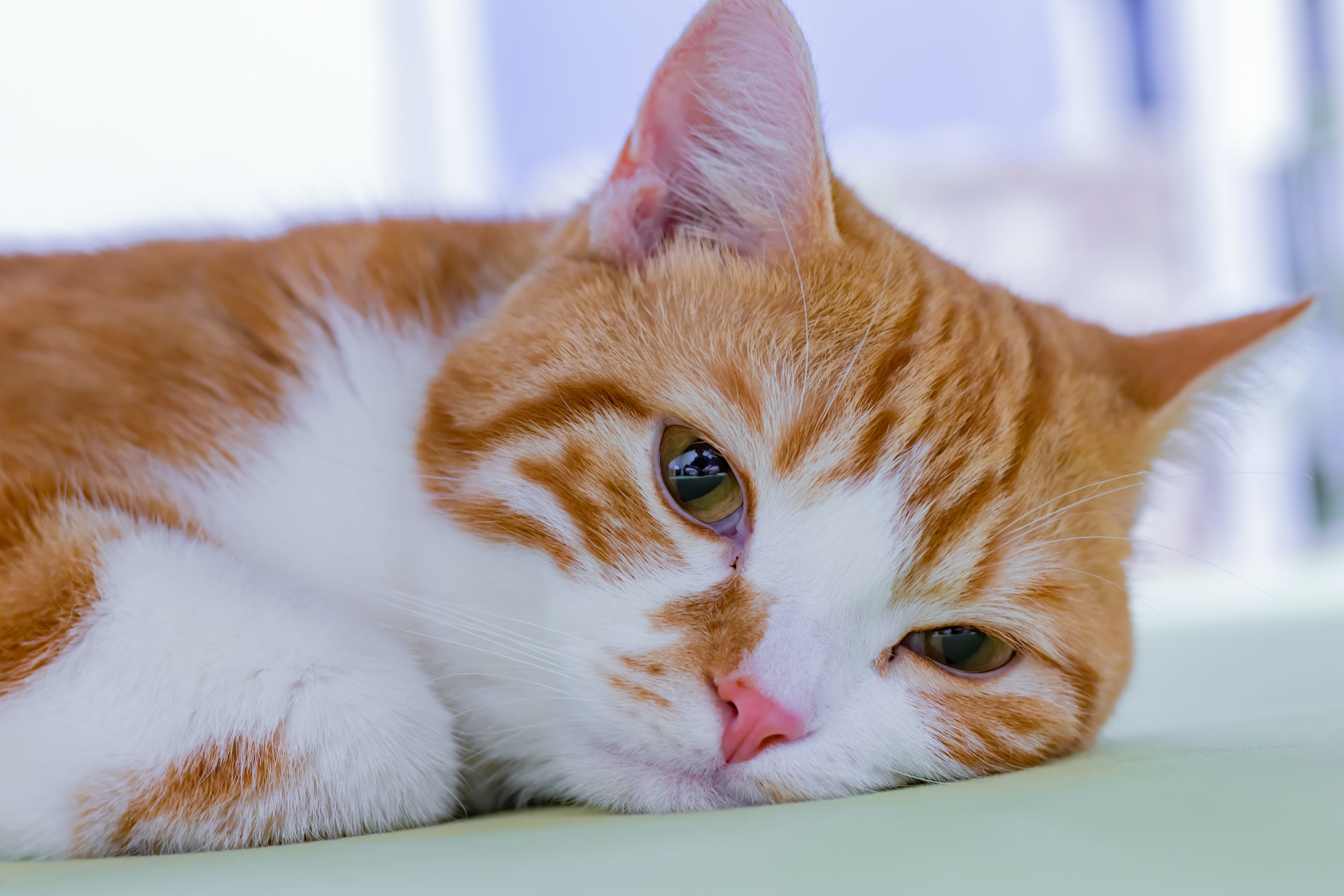 猫泛白细胞减少症病毒