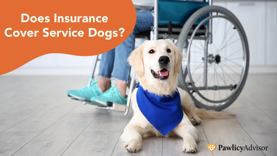 服务犬保险
