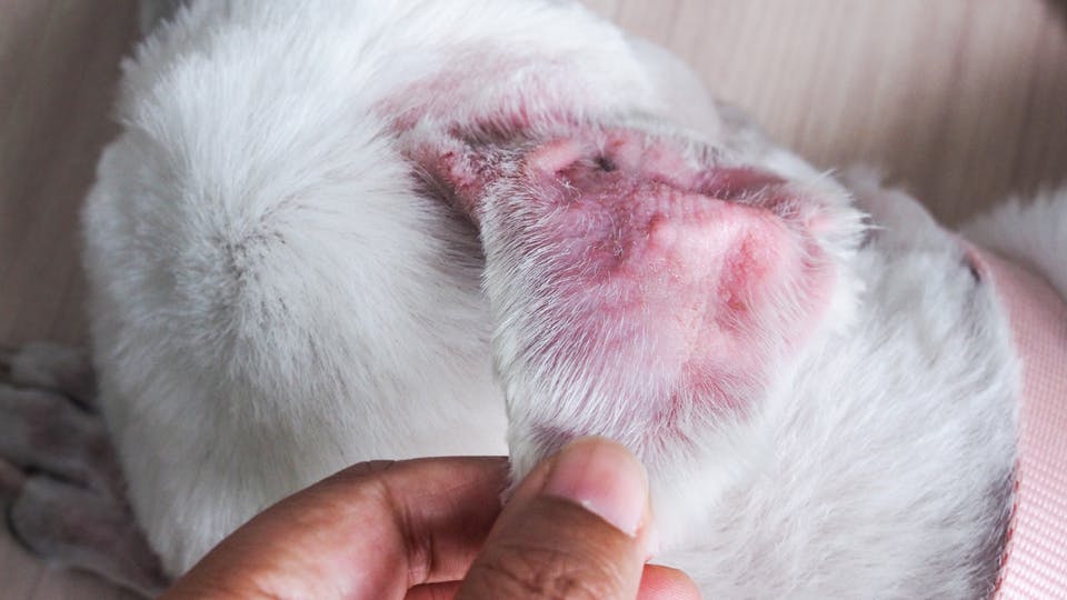狗耳朵里的酵母菌感染