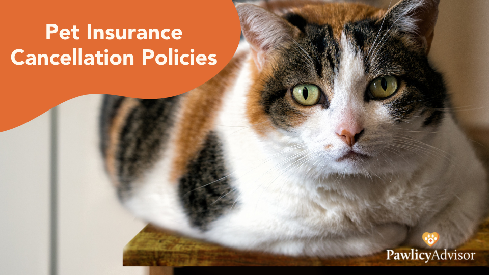 宠物保险取消政策