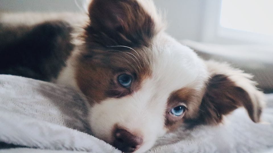 蓝色眼睛的澳洲牧羊犬小狗