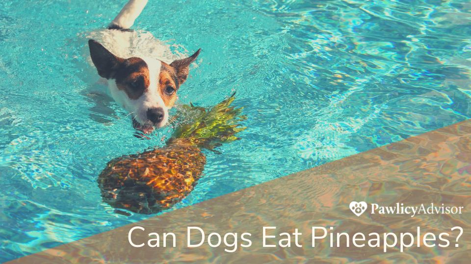 杰克·拉塞尔的狗在泳池里游向菠萝