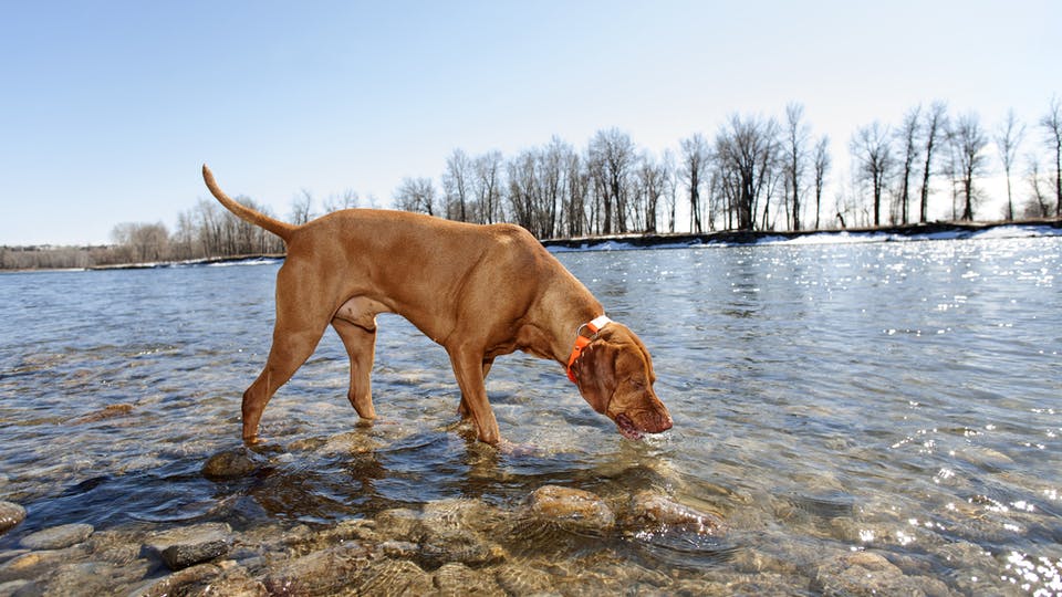 狗从河里喝水