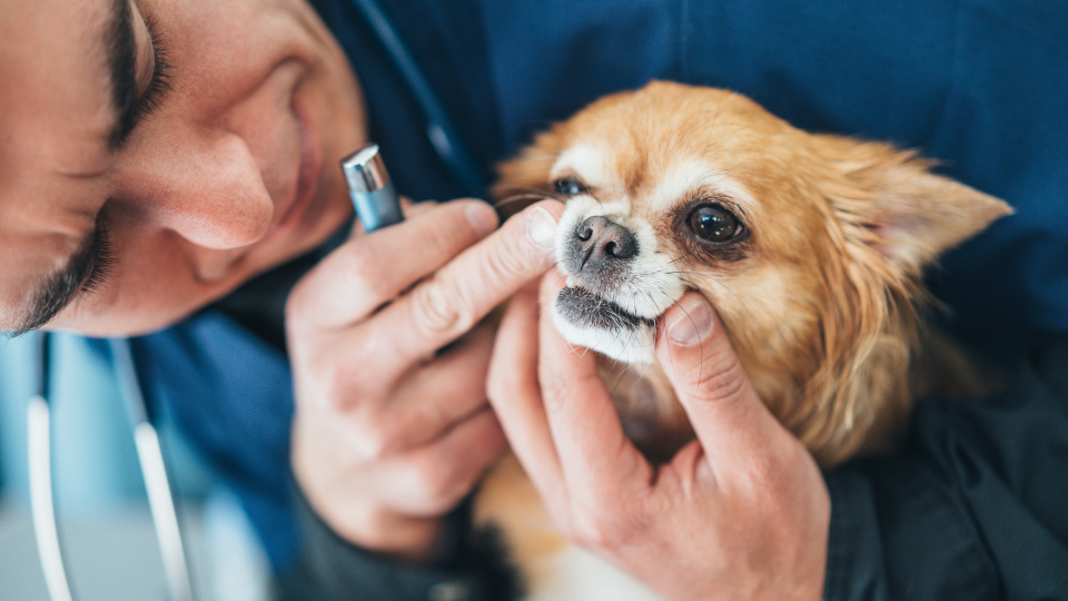 兽医检查狗的牙齿