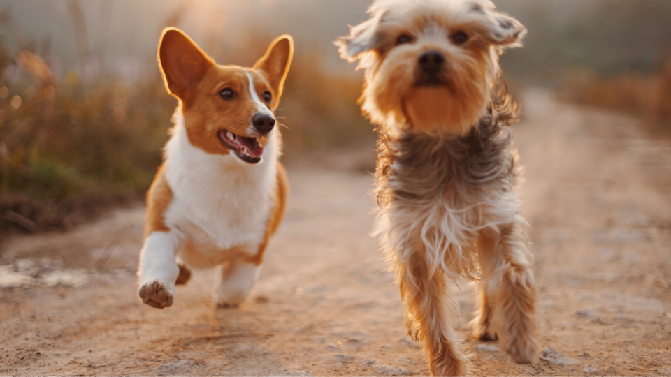 两只狗健康快乐地奔跑着