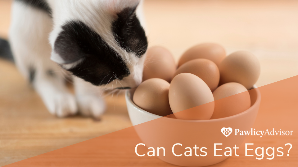 猫能吃鸡蛋吗?