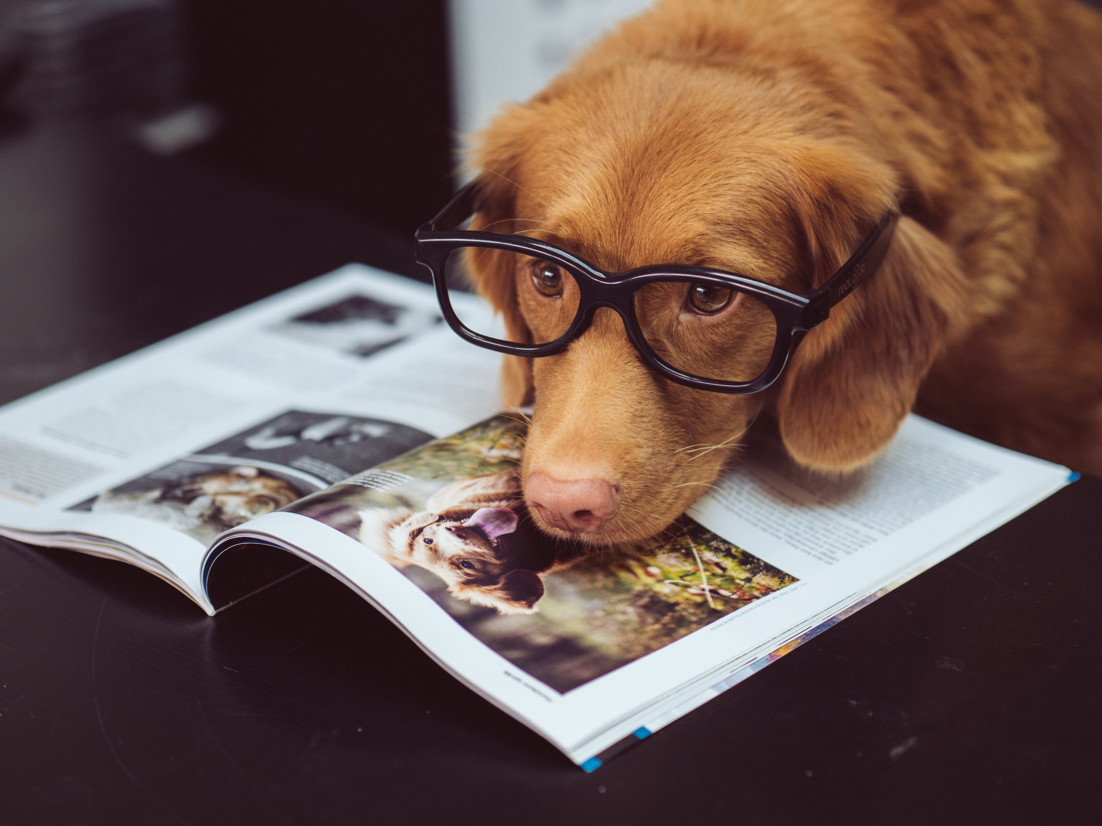 一个消息灵通的狗读一本杂志。