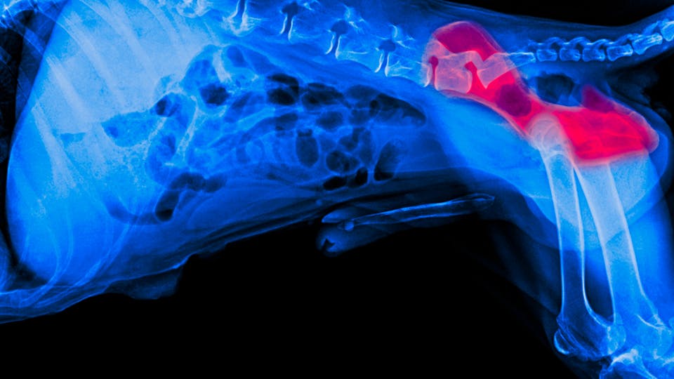 狗臀部发育不良的x光片