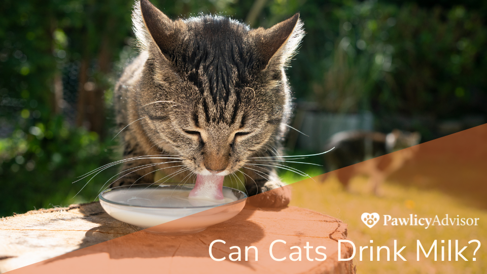 猫从外面的碗里喝牛奶