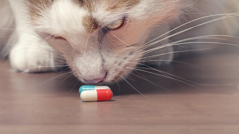 猫看着地上的药丸胶囊