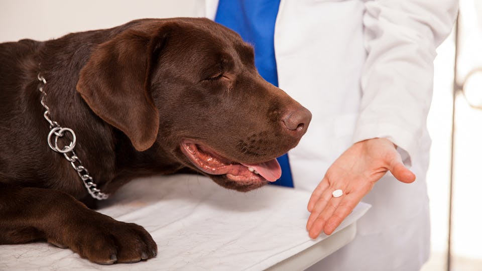女兽医在诊所给一只棕色拉布拉多犬服药