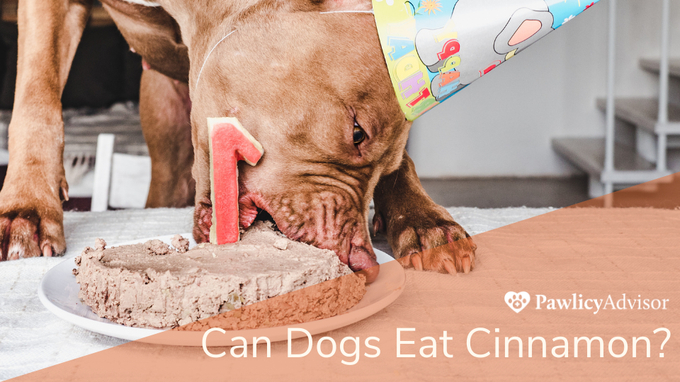 戴着生日帽的狗在吃肉桂蛋糕